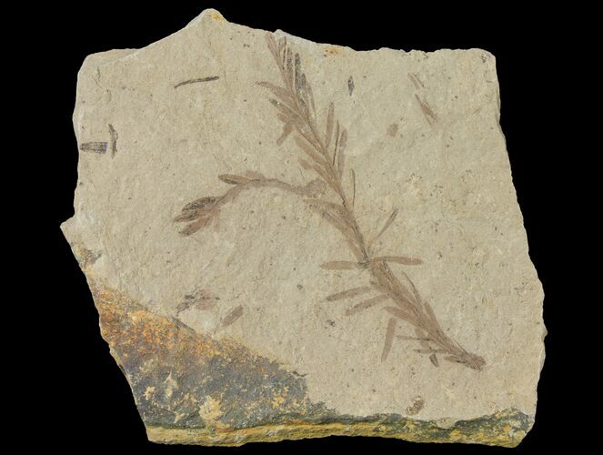 Dawn Redwood (Metasequoia) Fossil - Montana #126629